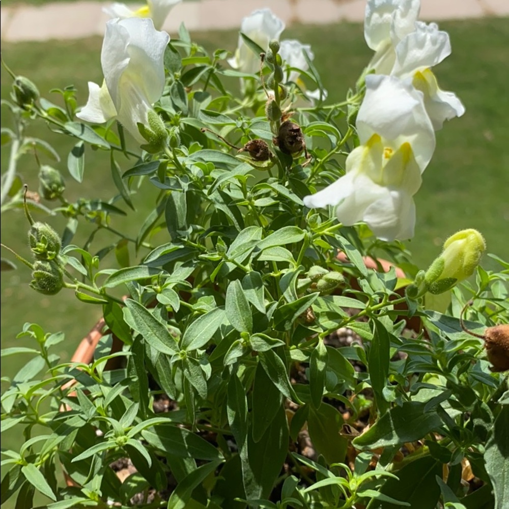 Meet your Posher, Morgan